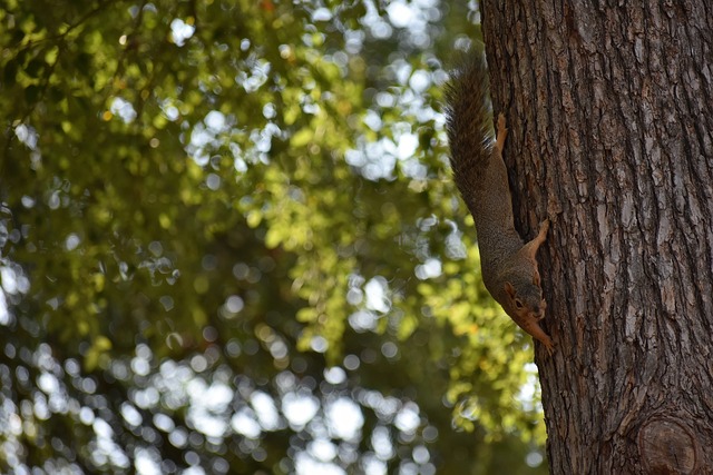 賽事中帶來 賽事中帶來